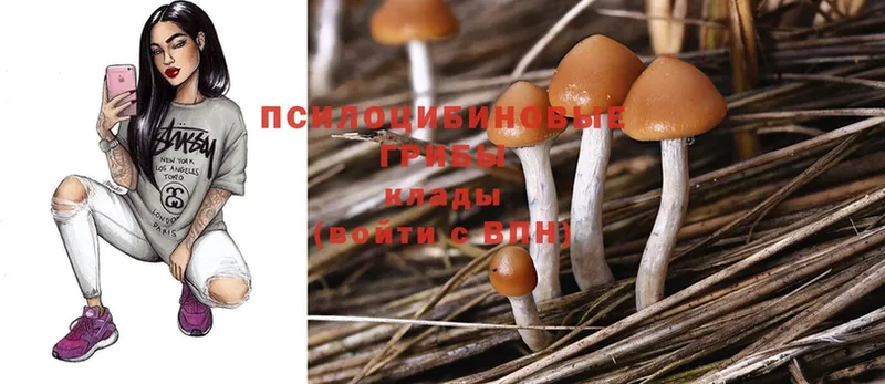 Галлюциногенные грибы Cubensis  Бабаево 